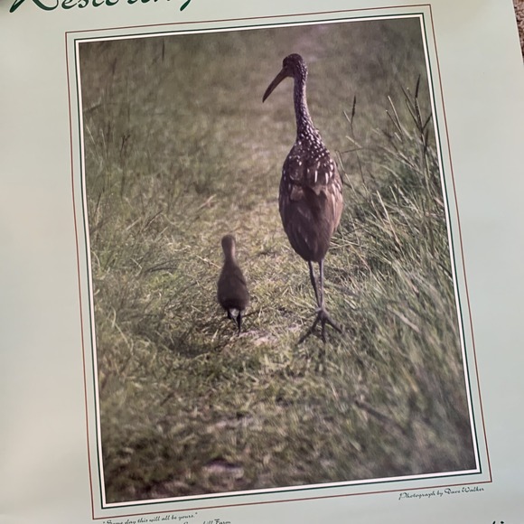 Restoring the Ocklawaha 16x21 Environmental Wildlife Poster St. Johns‎ River - Picture 2 of 4